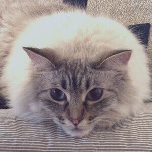 Meet your Posher, Leo